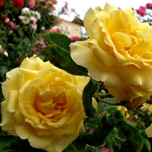 žuta boja - Ruža - President Armand Zinsch™ - 